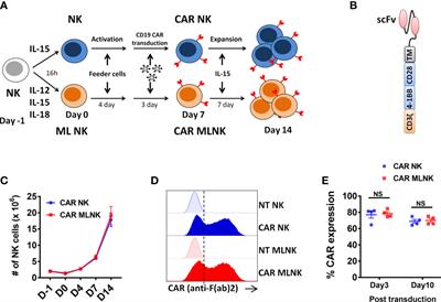 Cytokines induced memory-like NK cells engineered to express CD19 CAR exhibit enhanced responses against B cell malignancies